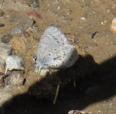 Celastrina lucia