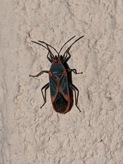 Caenocoris nerii