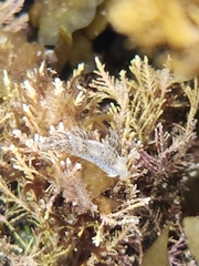 Austraeolis ornata