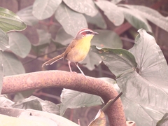 Basileuterus rufifrons