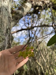 Epidendrum amphistomum