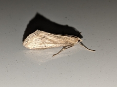 Evergestis isatidalis