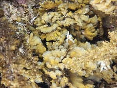 Coscinasterias muricata