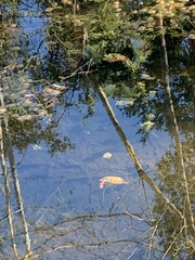 Micropterus floridanus