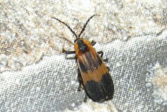 Lycinae