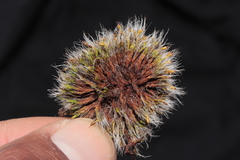 Grimmia longirostris