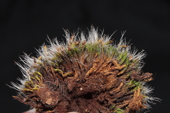 Grimmia longirostris