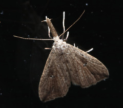 Trigonistis demonias