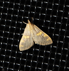 Rehimena surusalis