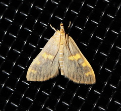 Rehimena surusalis