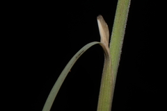 Stipa hans-meyeri