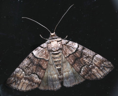 Dysbatus singularis