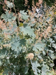 Macleaya