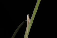 Stipa hans-meyeri
