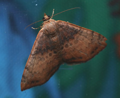 Chrysolarentia