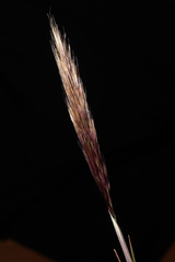 Stipa hans-meyeri