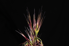 Stipa hans-meyeri