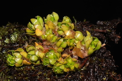 Montia fontana