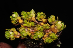 Montia fontana