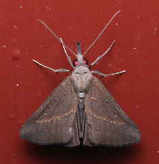 Hypena