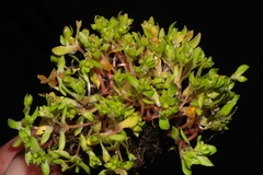 Montia fontana