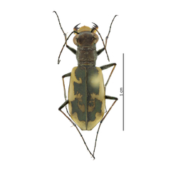 Cephalota chiloleuca