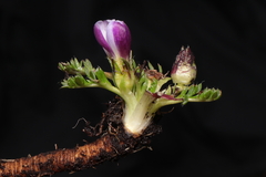 Nototriche longirostris