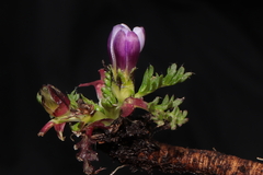 Nototriche longirostris