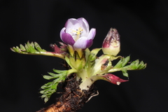 Nototriche longirostris