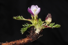 Nototriche longirostris