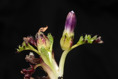 Nototriche longirostris