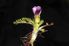 Nototriche longirostris