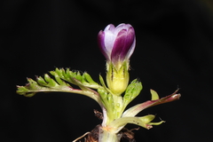 Nototriche longirostris