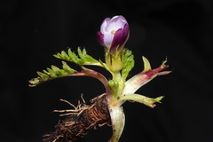 Nototriche longirostris