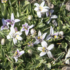 Lobelia oligophylla
