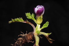 Nototriche longirostris