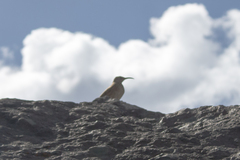 Upucerthia dumetaria