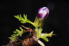 Nototriche longirostris