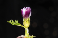 Nototriche longirostris