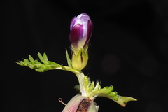 Nototriche longirostris