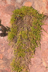 Arenaria dicranoides