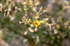 Adesmia confusa