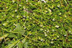 Arenaria dicranoides