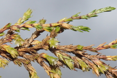 Arenaria dicranoides