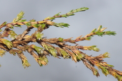 Arenaria dicranoides