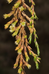 Arenaria dicranoides