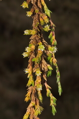 Arenaria dicranoides