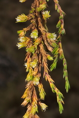 Arenaria dicranoides