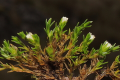 Arenaria dicranoides