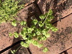 Ranunculus platensis